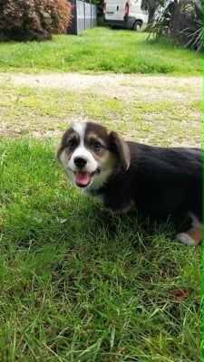 Les chiots de Welsh Corgi Pembroke