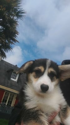 Les chiots de Welsh Corgi Pembroke
