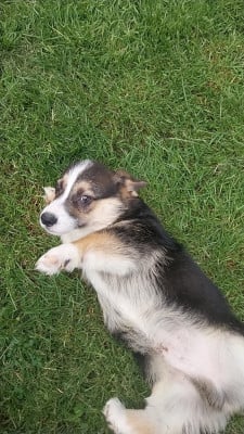 Les chiots de Welsh Corgi Pembroke