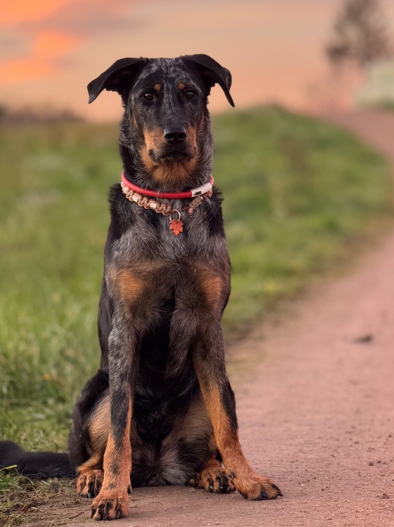 Vinka Du Songe De La Lune Noire