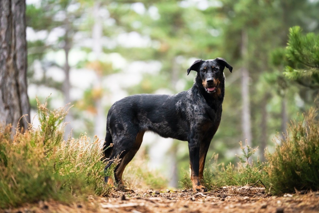 Titane Du Songe De La Lune Noire