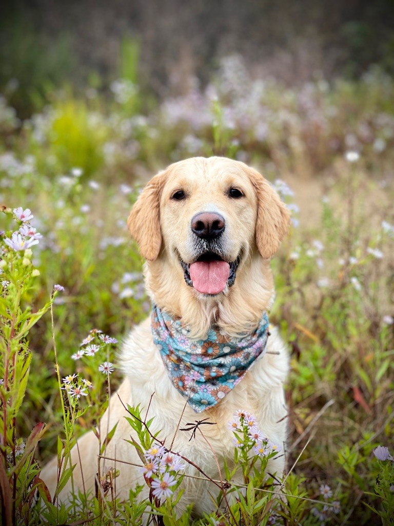 Storm haven Stanford