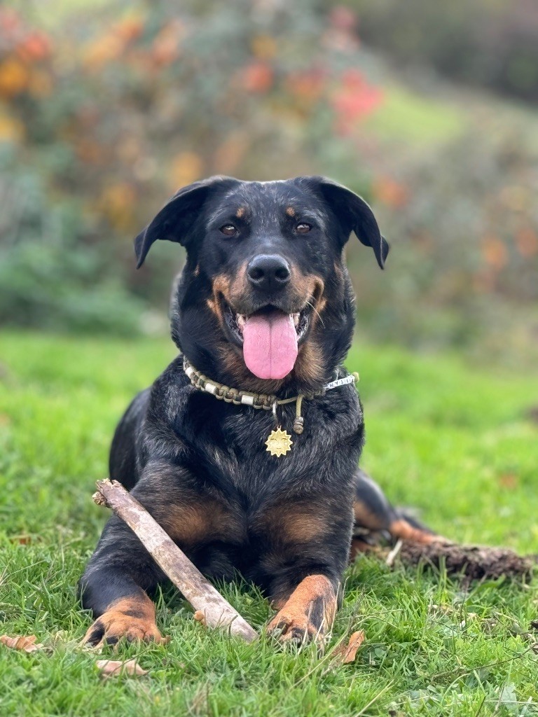 Titane Du Songe De La Lune Noire