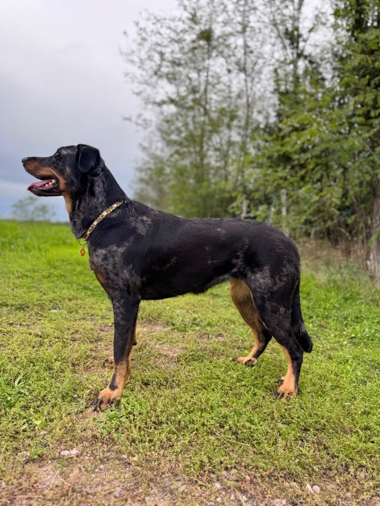 Titane Du Songe De La Lune Noire