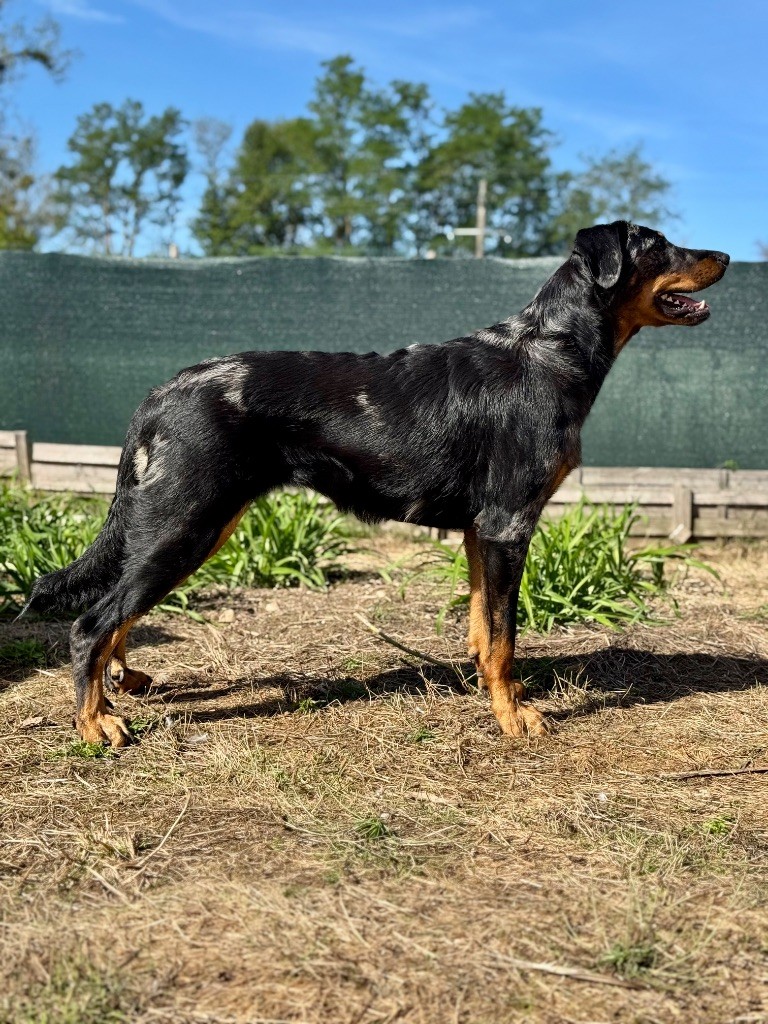 Vinka Du Songe De La Lune Noire
