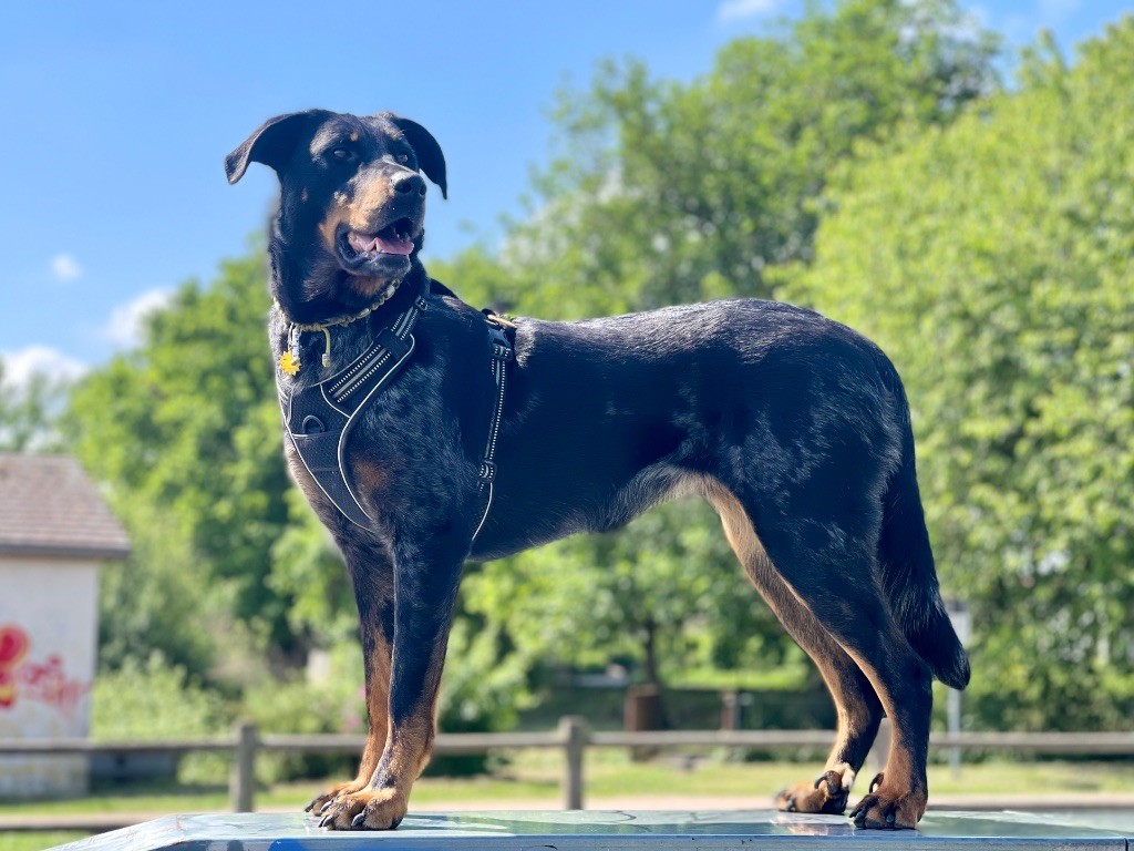 Titane Du Songe De La Lune Noire