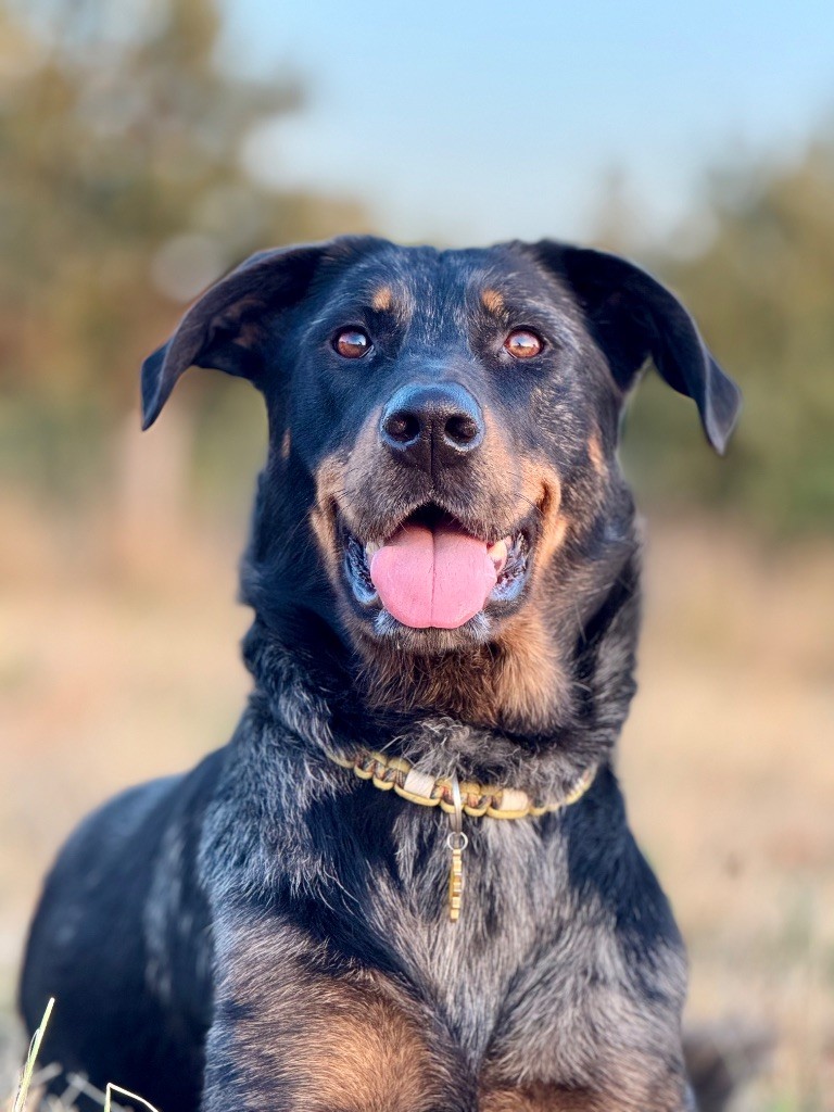 Titane Du Songe De La Lune Noire