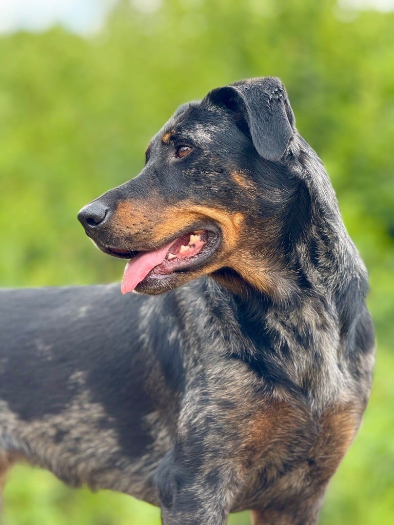 Titane Du Songe De La Lune Noire