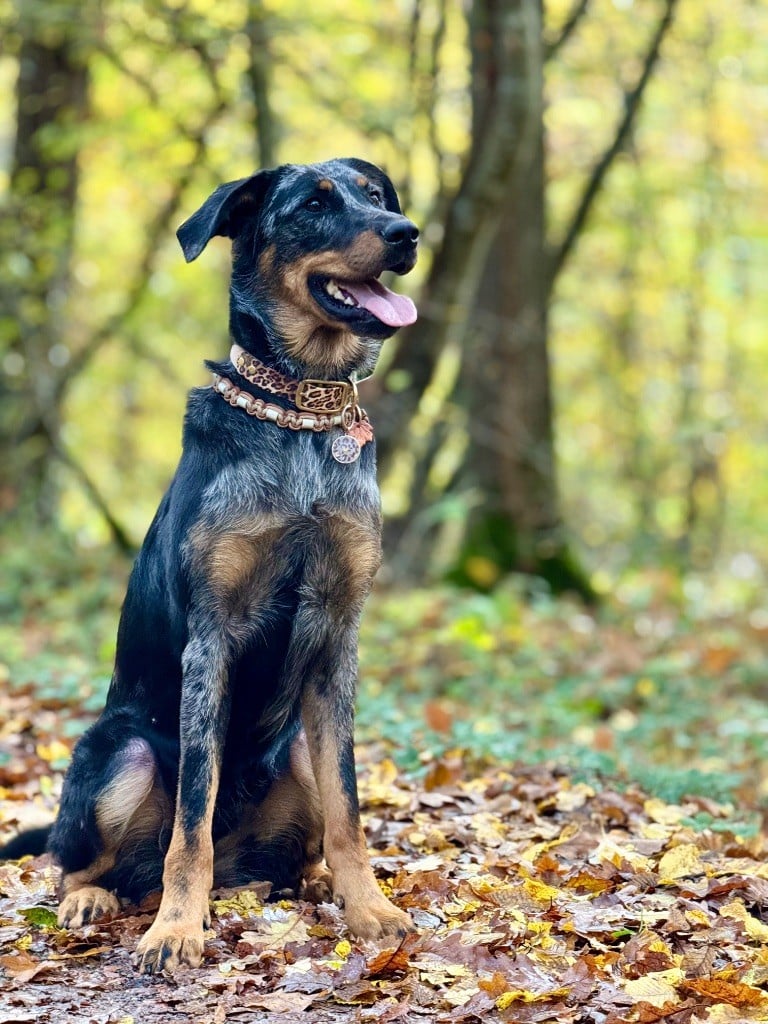 Vinka Du Songe De La Lune Noire