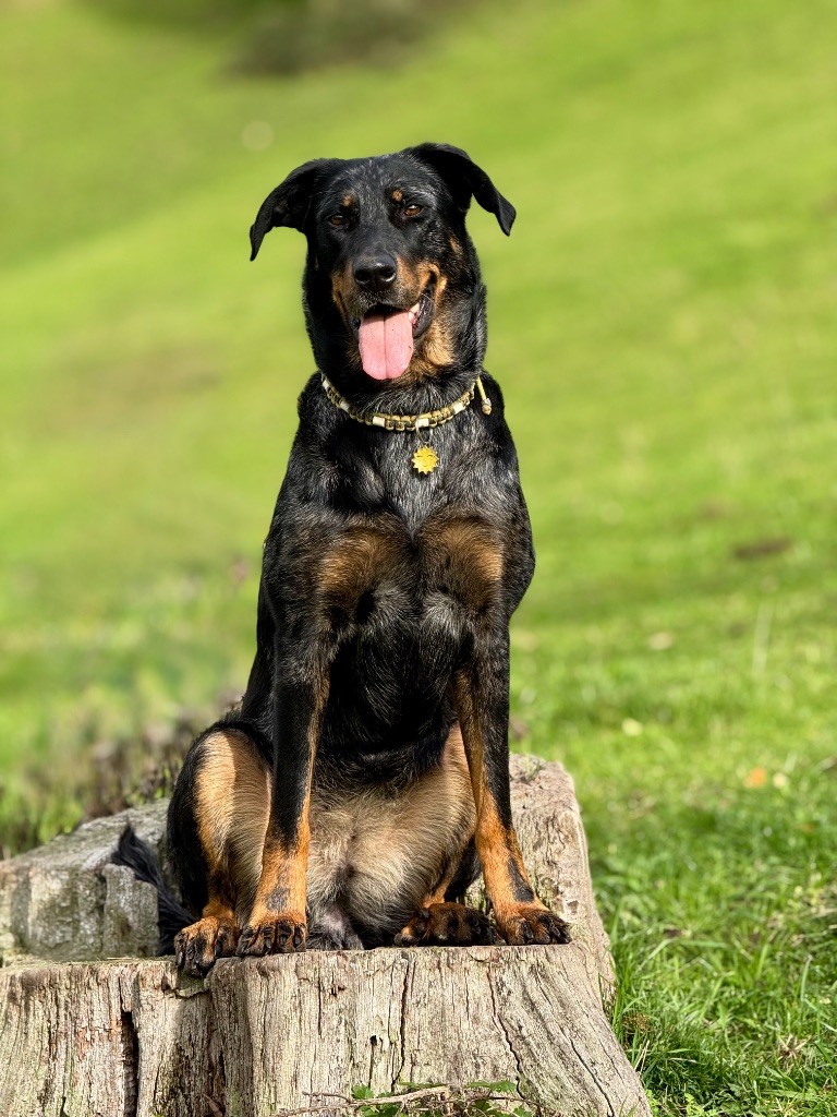 Titane Du Songe De La Lune Noire