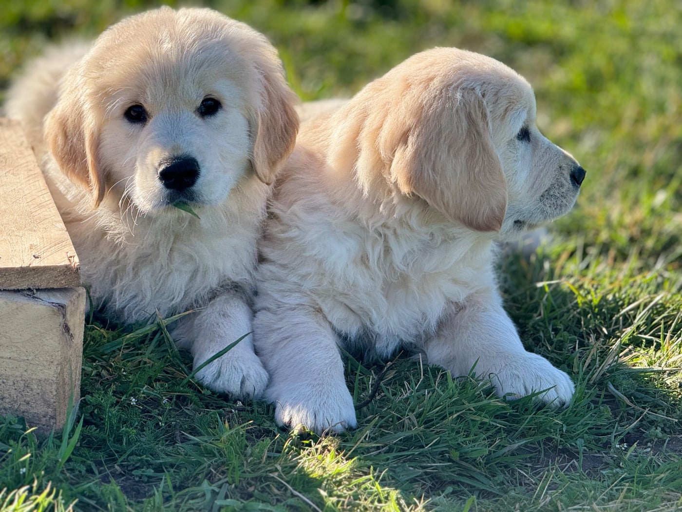 Golden Retriever - De La Meute Dorée