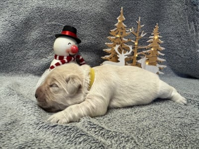 Les chiots de Golden Retriever