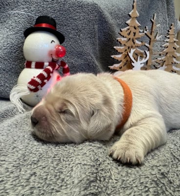 Les chiots de Golden Retriever