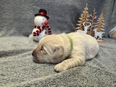 Les chiots de Golden Retriever