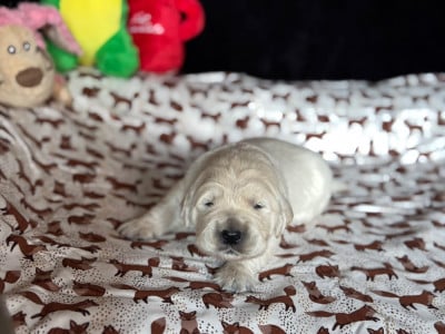 Les chiots de Golden Retriever