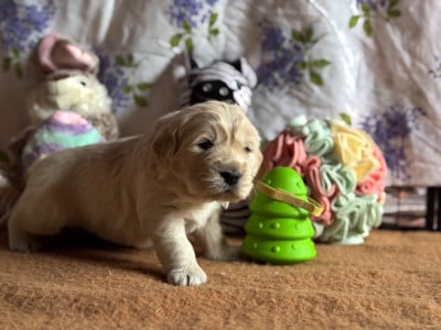 Les chiots de Golden Retriever