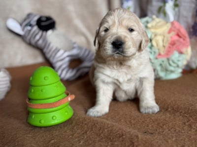 Les chiots de Golden Retriever