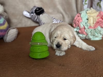 Les chiots de Golden Retriever