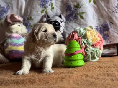 Les chiots de Golden Retriever