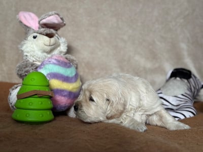 Les chiots de Golden Retriever