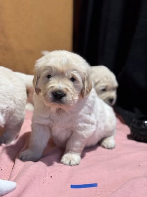 Les chiots de Golden Retriever