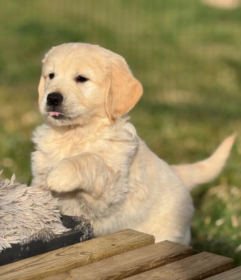 Les chiots de Golden Retriever