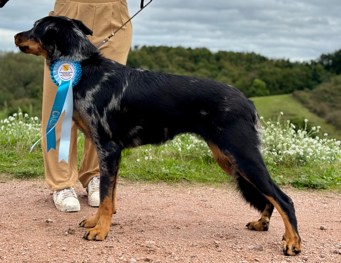 Vinka Du Songe De La Lune Noire - CACS-J Meilleur de sexe opposé Meilleur Jeune