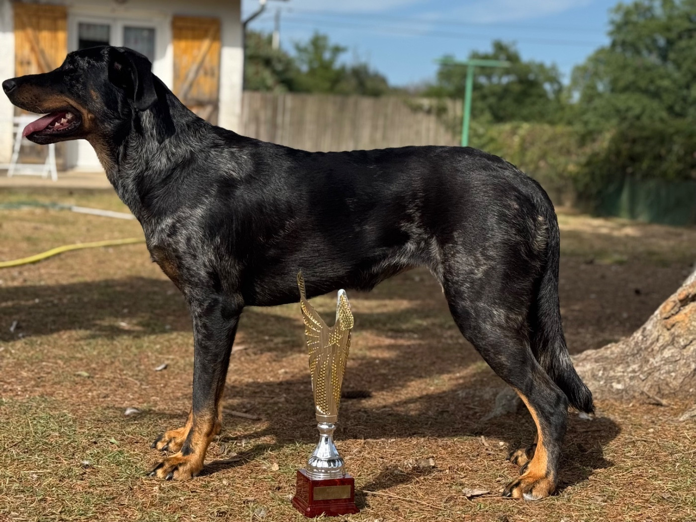 Titane Du Songe De La Lune Noire - RCACS