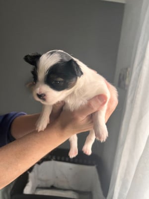 Les chiots de Epagneul nain Continental (Papillon)