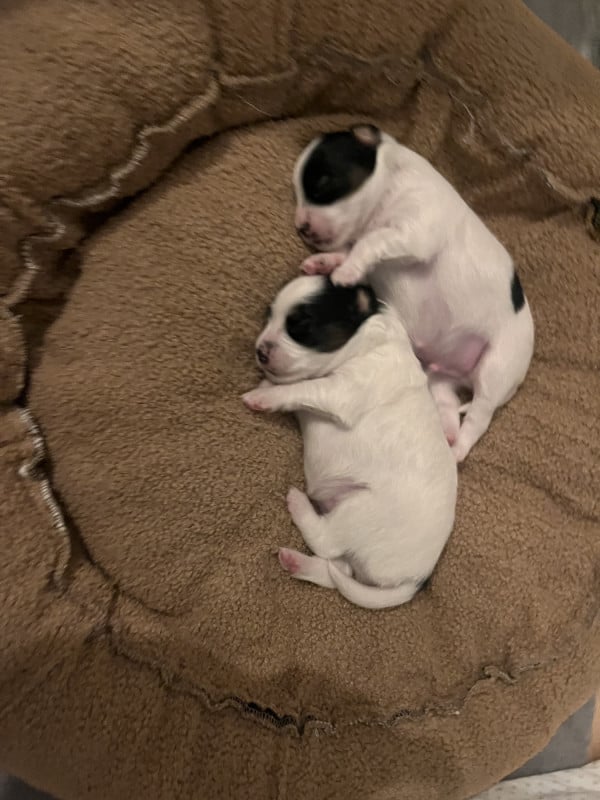 Epagneul nain Continental (Papillon) - De La Reverie Du Teyamilouka