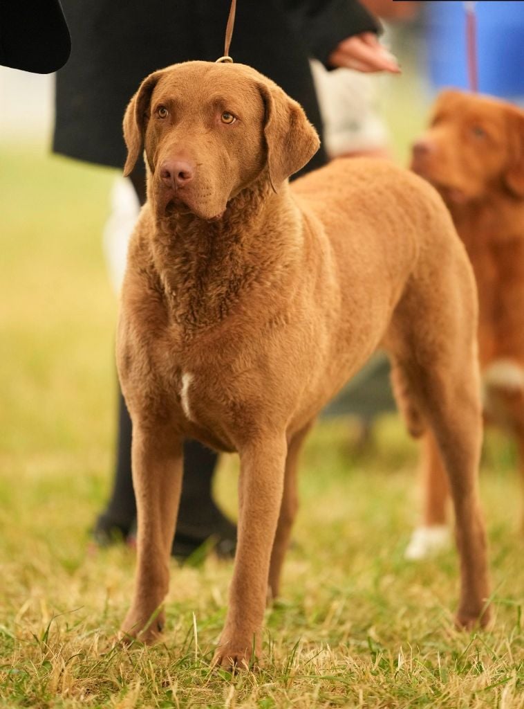 CH. Rhéa Of Potomac River