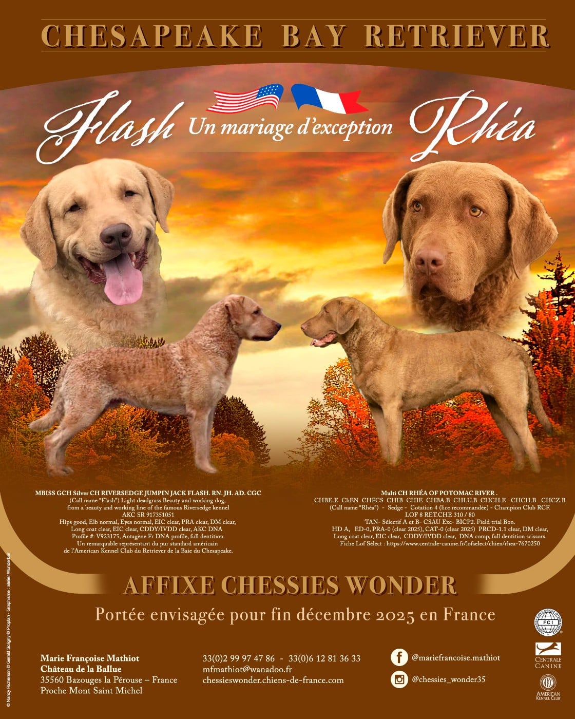 Retriever de la baie de Chesapeake - Chessies Wonder