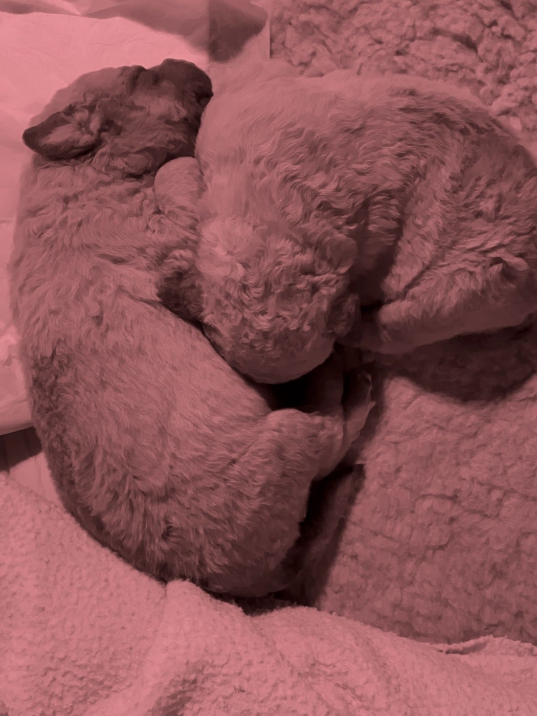 CHIOT 2 - Retriever de la baie de Chesapeake