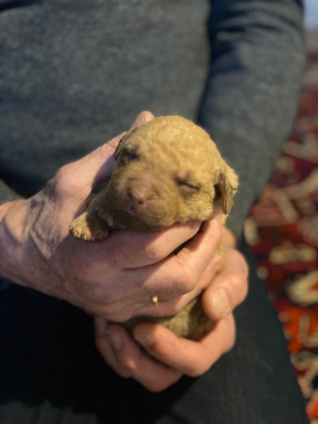 CHIOT 3 - Retriever de la baie de Chesapeake