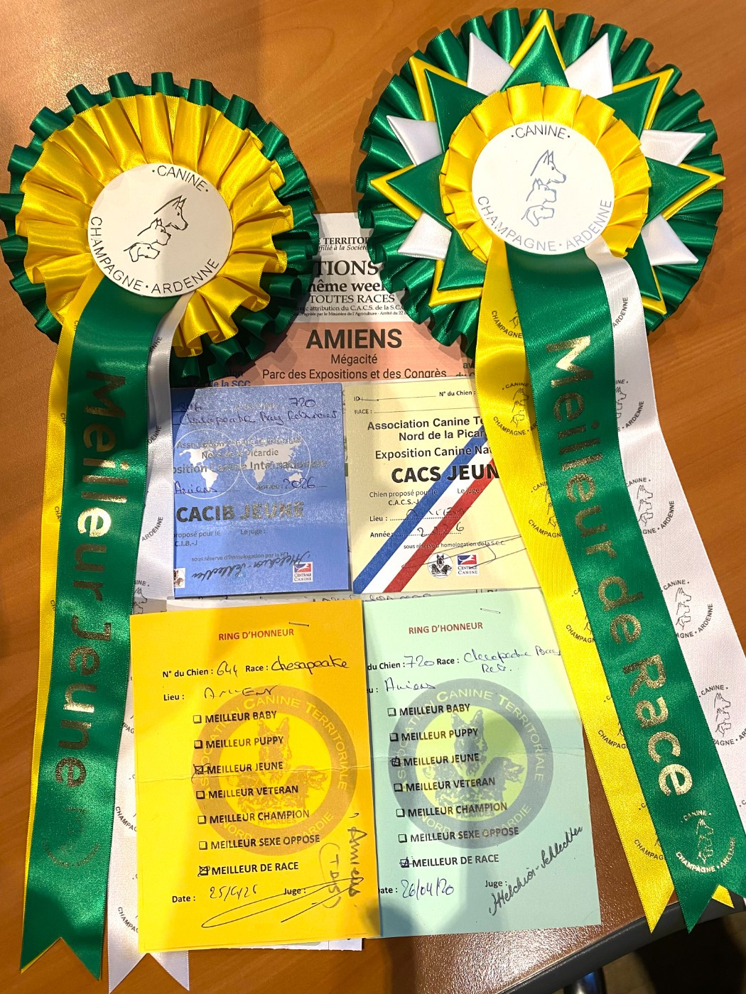 Chessies Wonder Annibal jumpin jack flash - 1er Exc classe Jeune CACIB Jeune Meilleur Jeune- BOB
