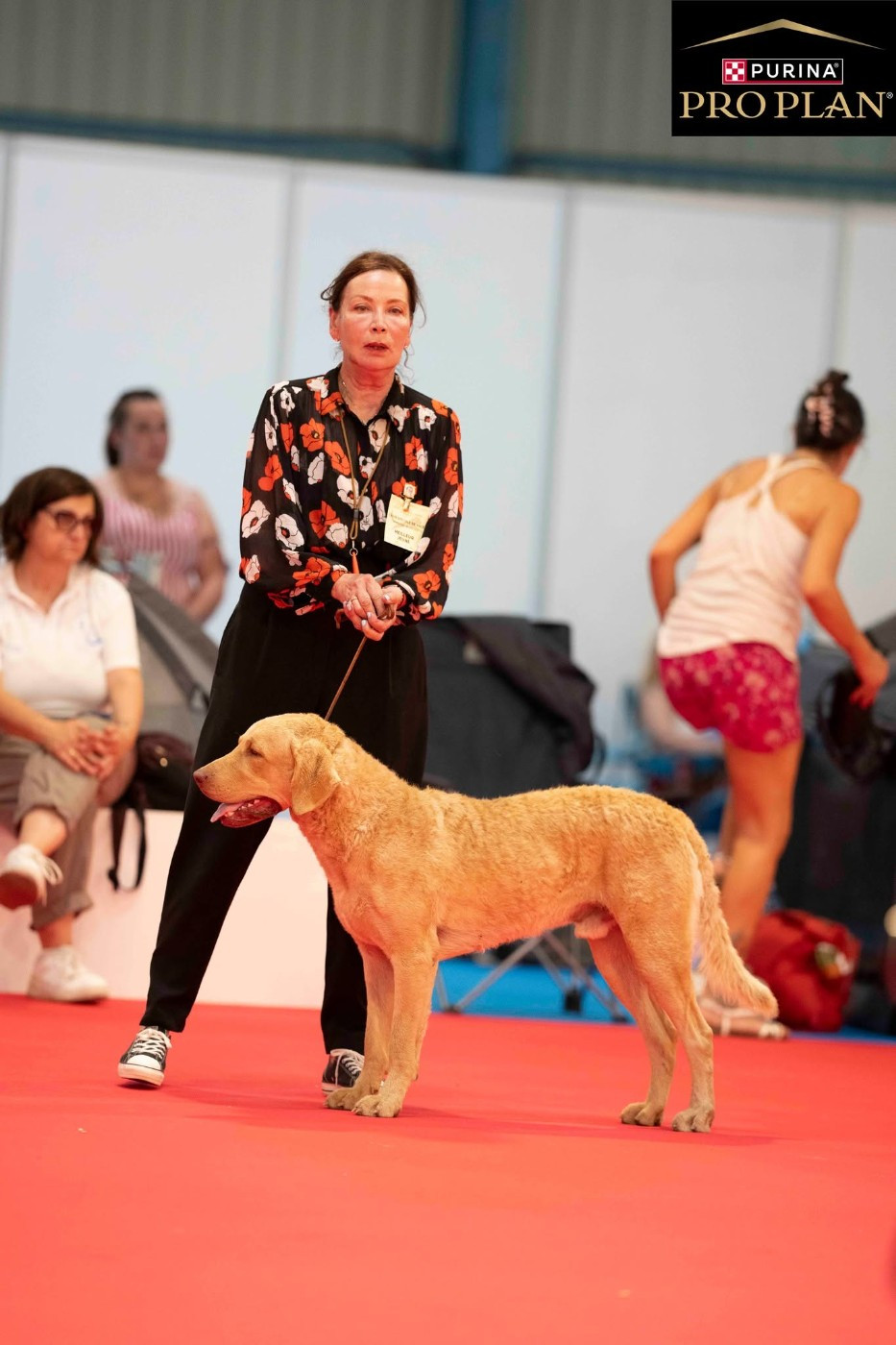 Chessies Wonder Annibal jumpin jack flash - 1er Exc classe Jeune- JCAC- JCACIB -Meilleur jeune . BOS