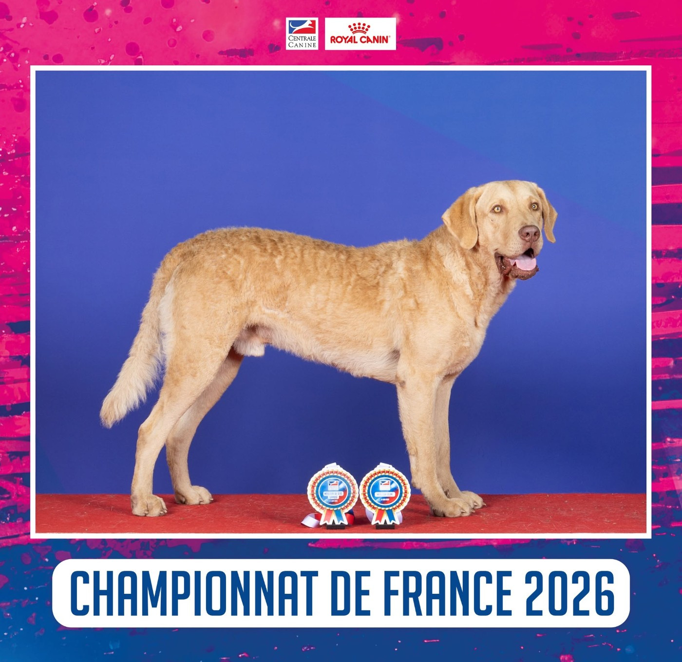 Chessies Wonder Annibal jumpin jack flash - 1er Exc classe Jeune- JCACIB- BOS- Meilleur Jeune- Junior Latin Winner