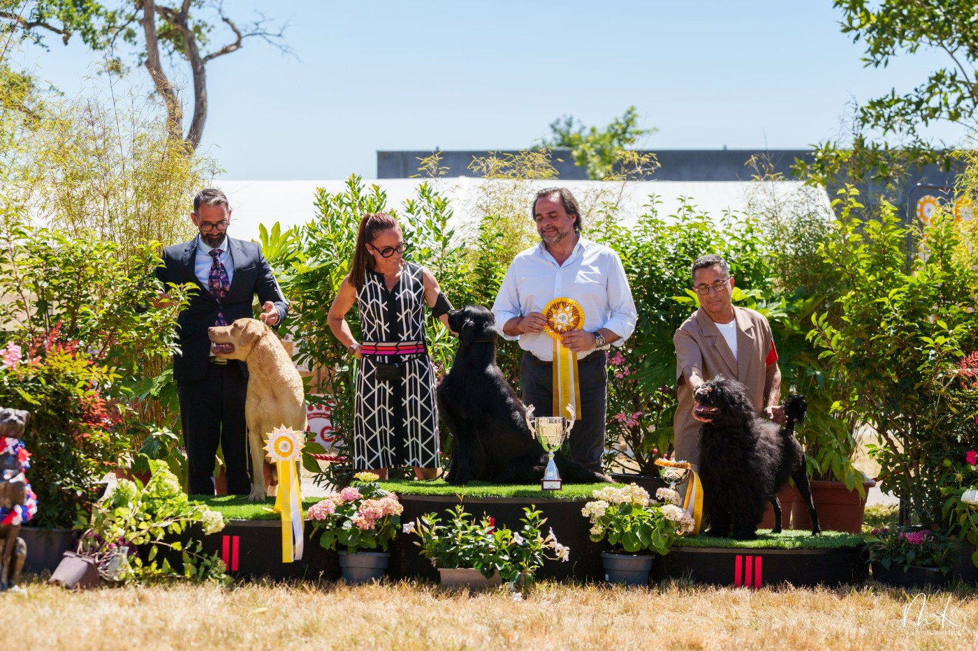 Chessies Wonder Annibal jumpin jack flash - 1er Exc classe Jeune- CACS Jeune Meilleur Jeune BOB - Podiums : Reserve Best in Show junior.