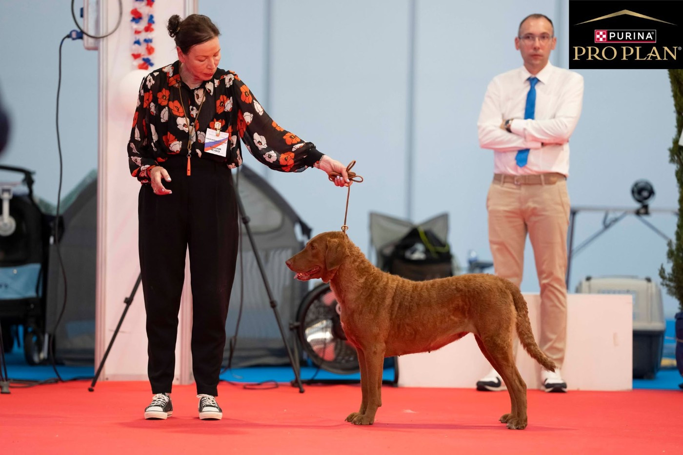 CH. Purdey Of Potomac River - 1er Excellent-classe Travail. CACS- CACIB spéciale de race- BOB