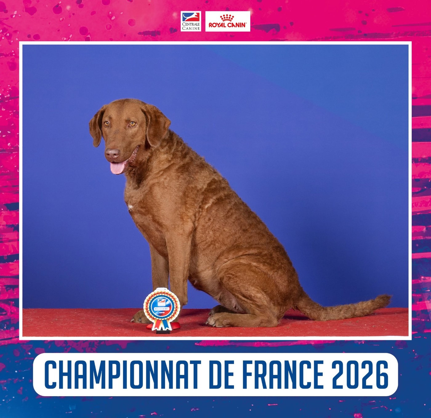 CH. Purdey Of Potomac River - 1er Excellent-classe Champion - CACIB - BOB-