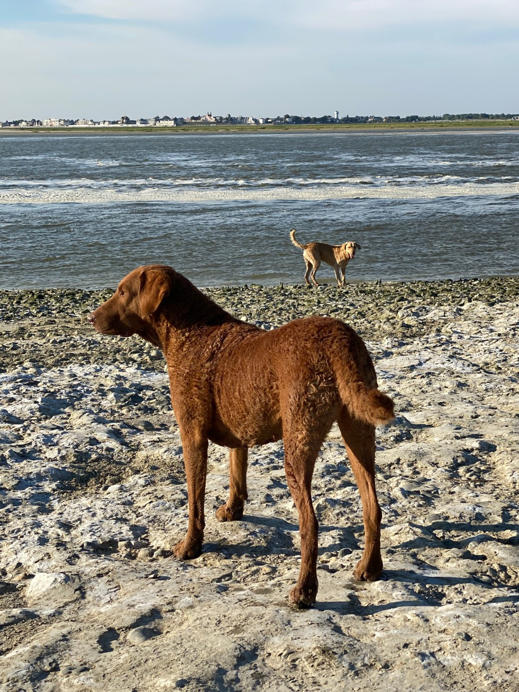 CH. Purdey Of Potomac River - 1er Excellent-classe Travail. CCC