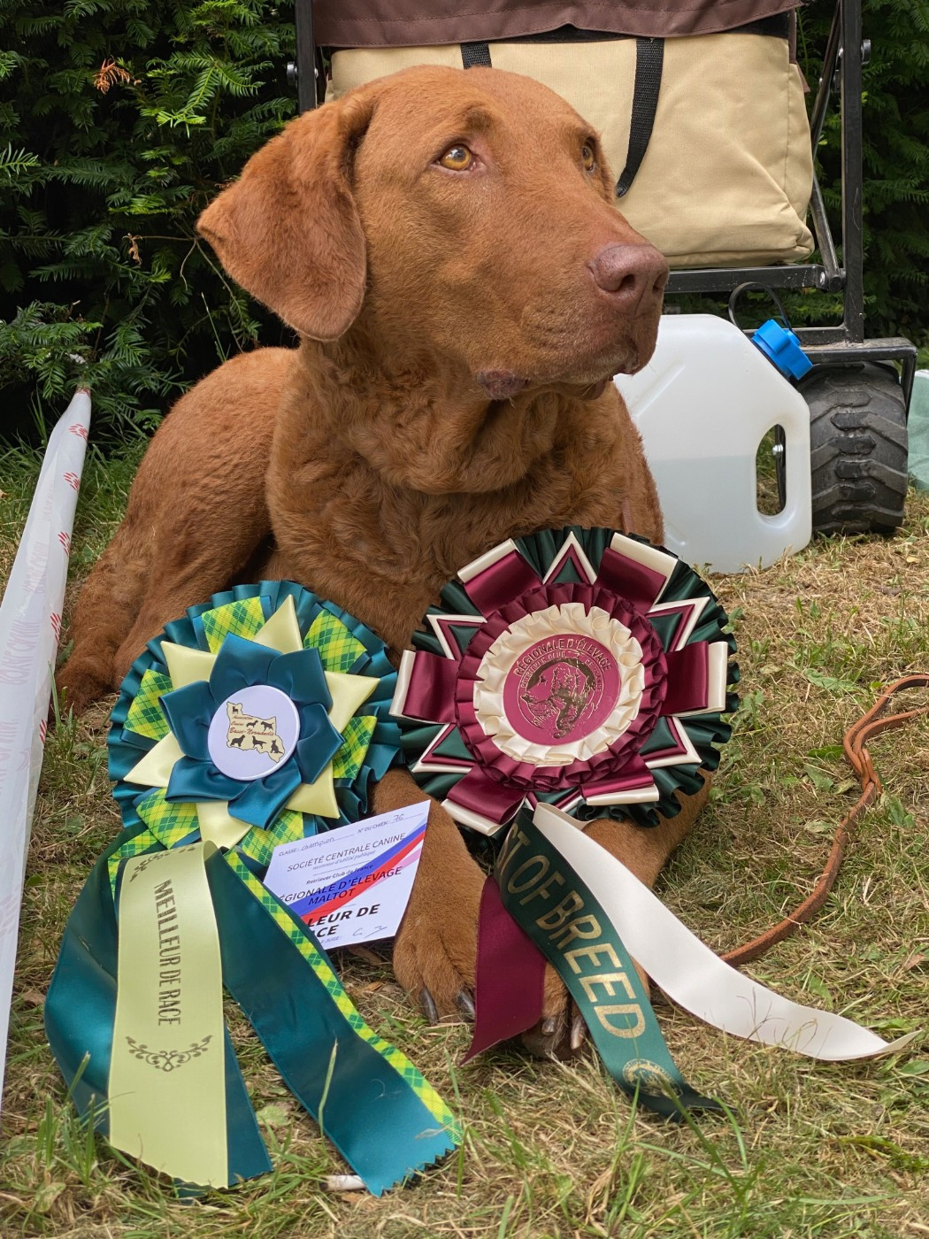 CH. Purdey Of Potomac River - 1er Excellent-classe Champion. Meilleur Champion - BOB