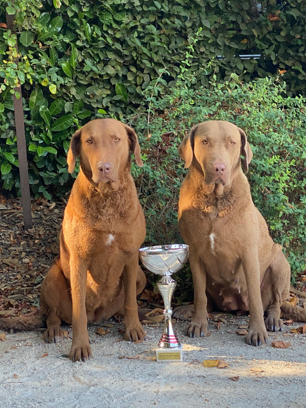 CH. Purdey Of Potomac River - 1er Excellent-classe Champion - BOB- Podium RBOG et 1ère paire de l'expo avec Rhéa OPR