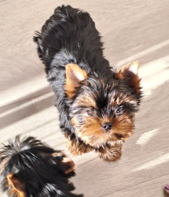 Les chiots de Yorkshire Terrier