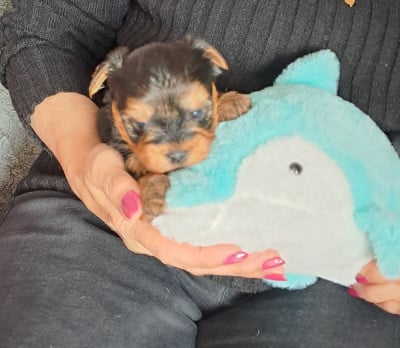 Les chiots de Yorkshire Terrier
