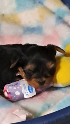 Les chiots de Yorkshire Terrier