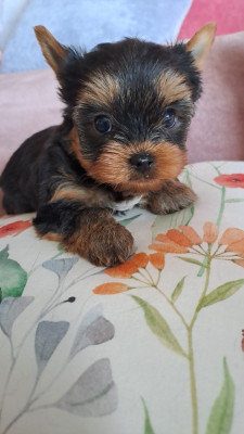 Les chiots de Yorkshire Terrier
