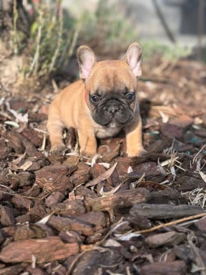 Les chiots de Bouledogue français