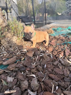 Les chiots de Bouledogue français