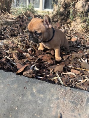 Les chiots de Bouledogue français